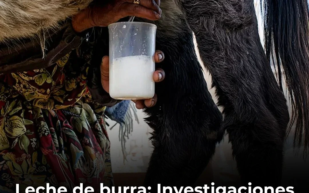Leche de burra: Investigaciones destacan su similitud con la leche materna y avanzan su comercialización en Córdoba
