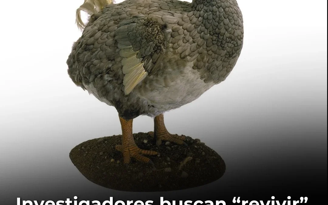 Investigadores buscan “revivir” al dodo con edición genética tras más de 300 años de extinción