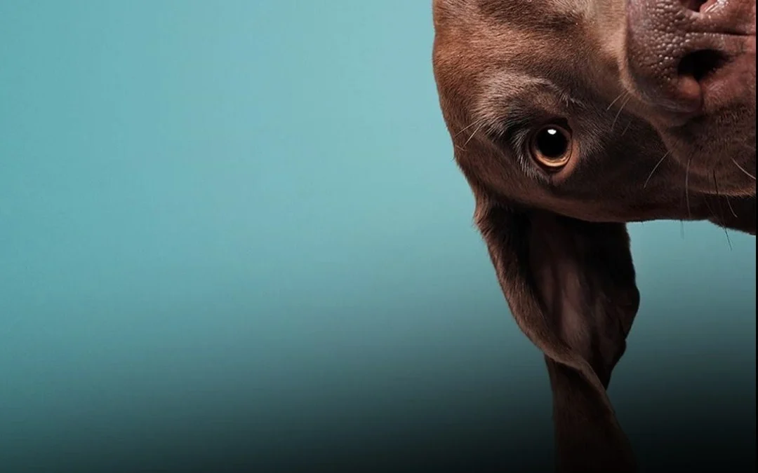 29 de abril: Día del animal