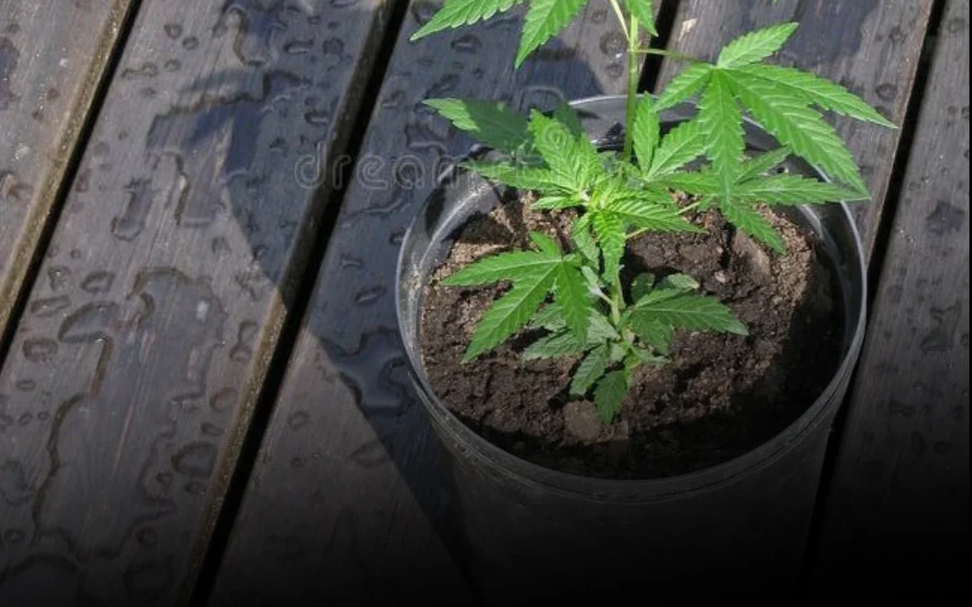Sanagasta: robaron todas las plantas de cannabis de un cultivo medicinal autorizado