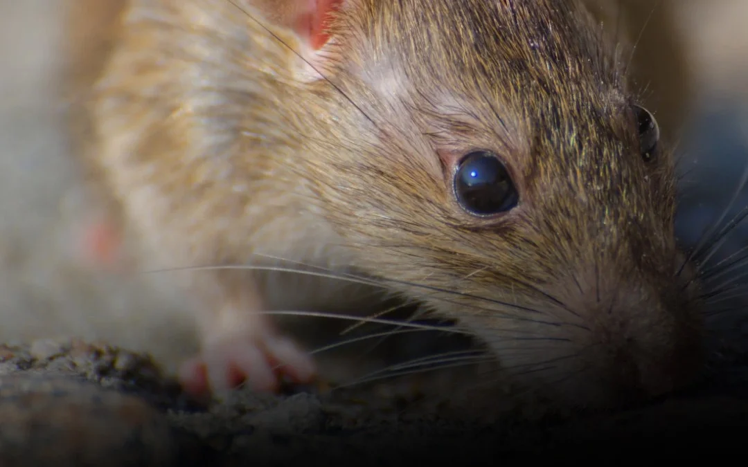 El Ministerio de Salud confirmó 102 casos de hantavirus en Argentina
