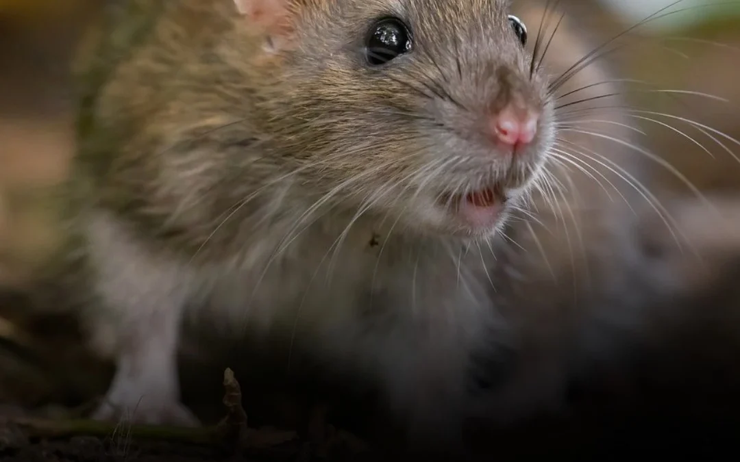 La Rioja puso en marcha un protocolo preventivo tras detectar el paso de turistas neerlandeses con hantavirus