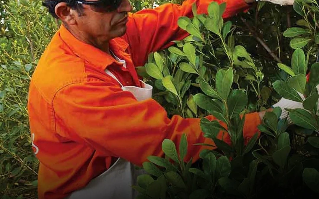 Productores yerbateros alertan por bajos precios, pérdida de rentabilidad y crisis en el sector