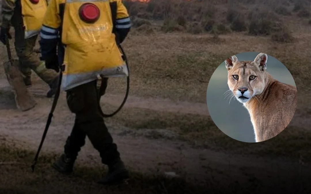 Jujuy: Quisieron ahuyentar a un puma con fuego y terminaron provocando un incendio de 40 hectáreas