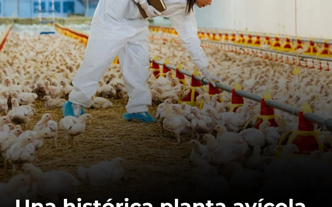 Una histórica planta avícola cerró y hasta 1.000 empleos quedaron en riesgo en Entre Ríos