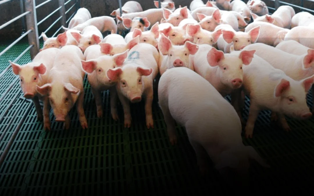 Detectaron un caso de triquinosis en Chubut y recomiendan reforzar los cuidados al consumir carne de cerdo