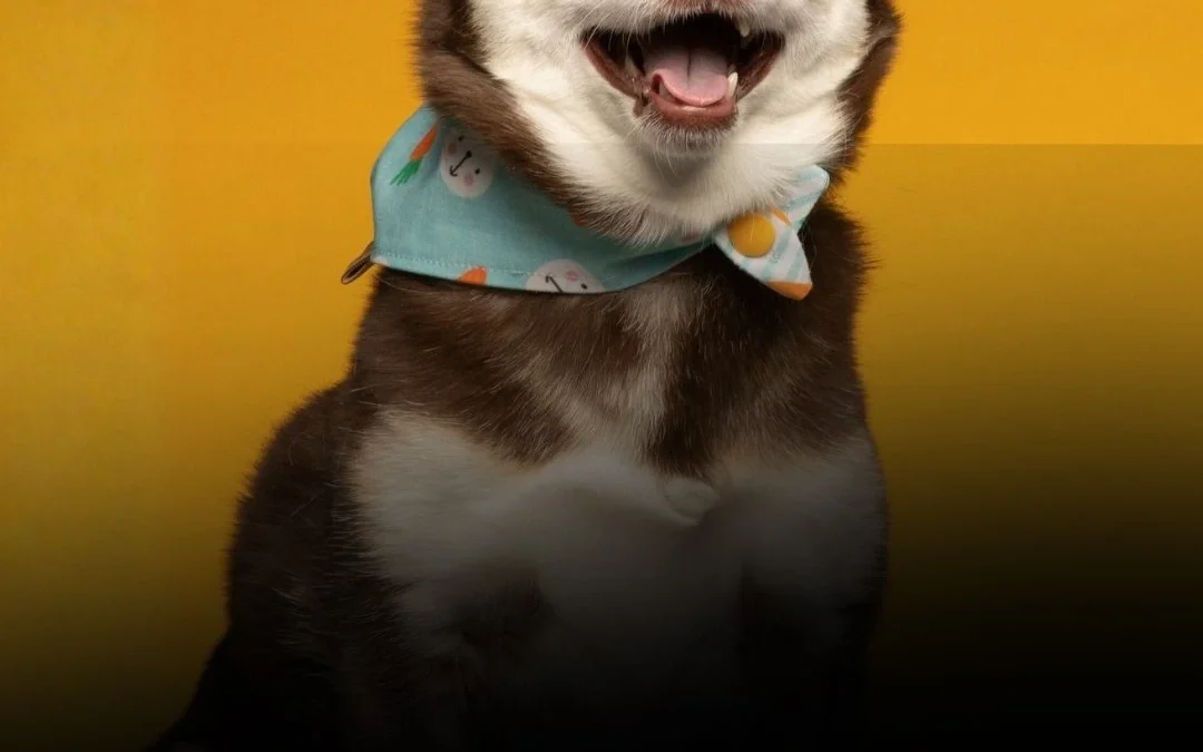 2 de junio: Día del perro