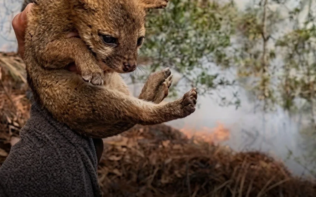 Más de 900 animales fueron rescatados tras los incendios forestales en Honduras