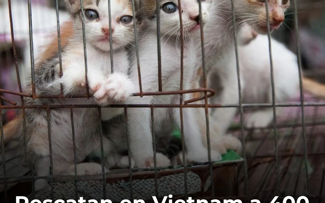 Rescatan en Vietnam a 400 gatos cuya carne iba a ser vendida para consumo humano