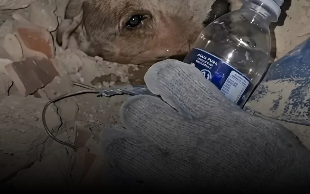 Rescataron a un perro que había quedado atrapado bajo los escombros tras los terremotos en Venezuela