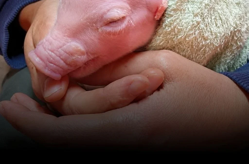 Nació en Argentina el primer cerdo modificado genéticamente para futuros trasplantes humanos