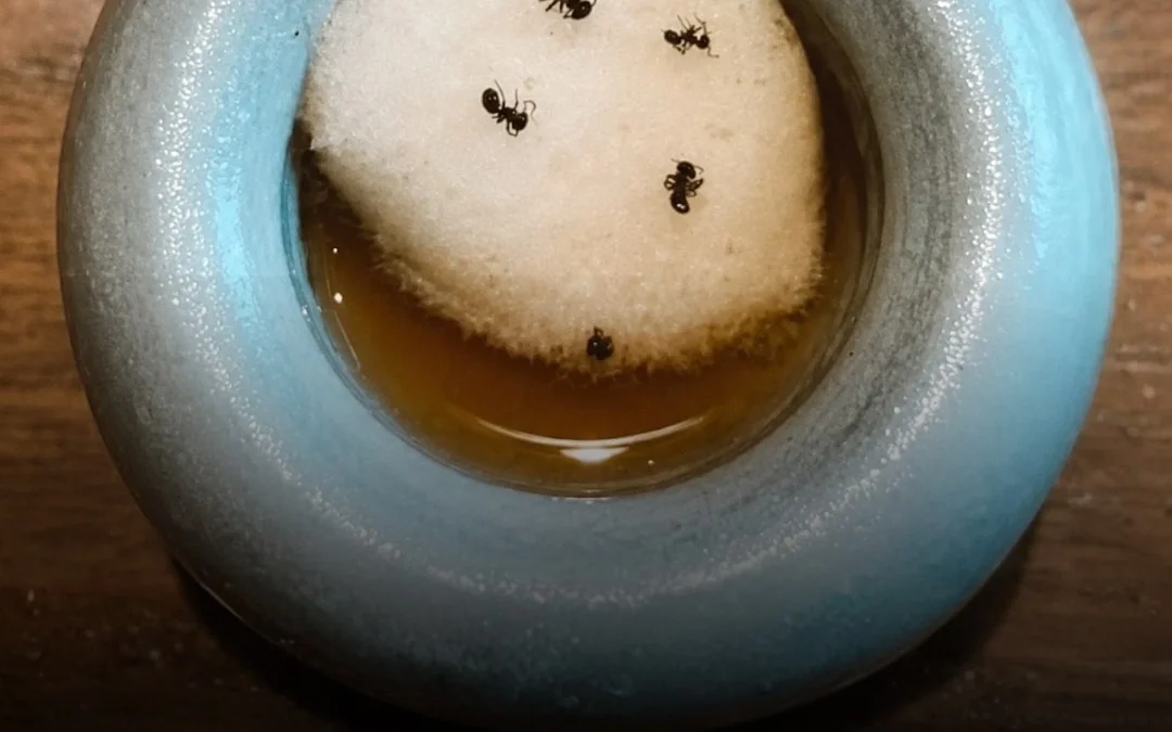 Un restaurante con estrellas Michelin servía postres con hormigas y su dueño podría ir a prisión 📸 La fiscalía de Seúl solicitó una pena de un año de prisión para el propietario de un establecimiento gastronómico con dos estrellas Michelin, acusado de infringir las normativas de seguridad alimentaria vigentes en el país asiático. La investigación determinó que el local comercializaba un postre helado decorado con insectos importados desde Estados Unidos y Tailandia para aportar acidez a la preparación.