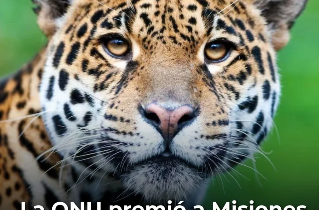 La ONU premió a Misiones por evitar la caza del yaguareté