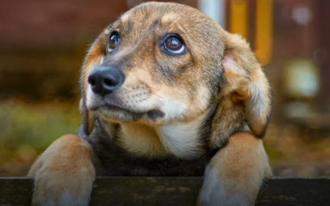 Salta busca impedir que quienes maltraten animales obtengan la licencia de conducir