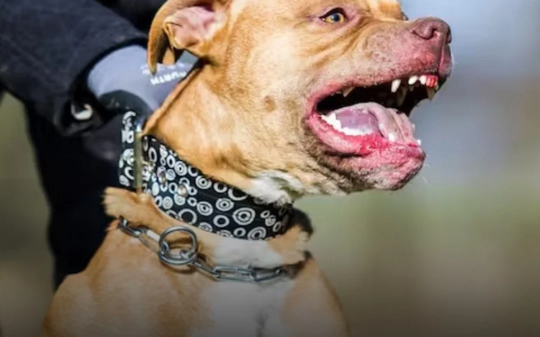 Un pitbull atacó a un nene de 3 años y murió horas después en Córdoba�