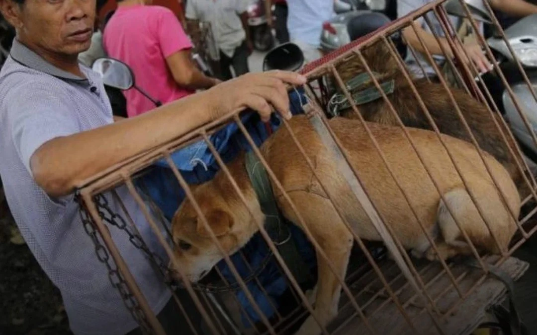 Corea del Sur pone fin al consumo de carne de perro con una prohibición que regirá desde 2027