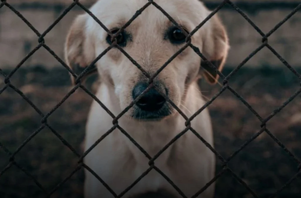 Mendoza debate multas de hasta $4 millones por maltrato animal