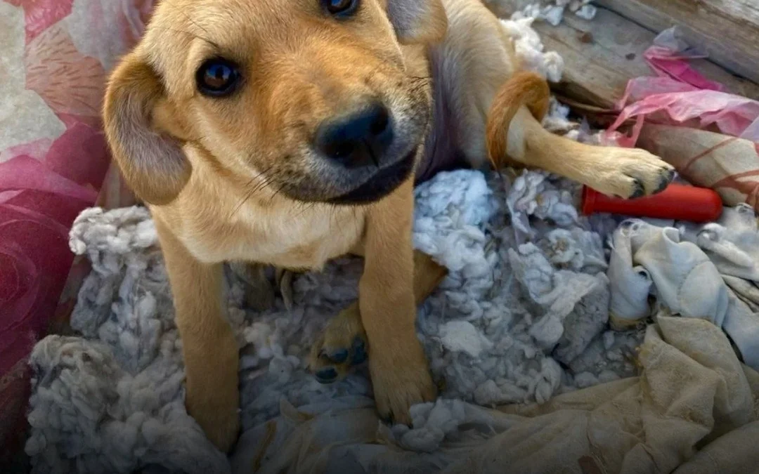 23 de septiembre: Día Mundial del Perro Adoptado