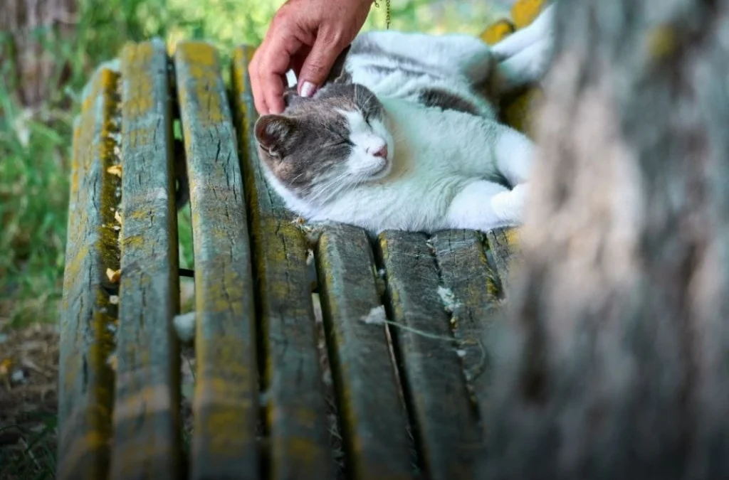 Un estudio realizado en 93 países encontró que las naciones con más gatos registran mayores niveles de felicidad