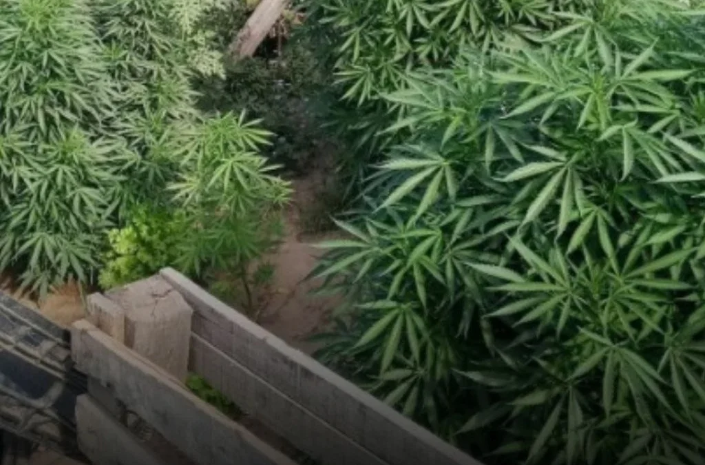 La Rioja: Secuestraron 14 plantas de cannabis y hay una persona demorada
