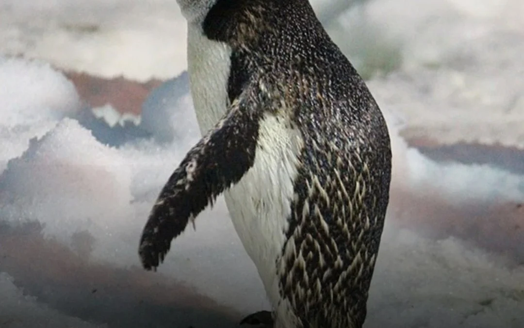 Una de las mayores colonias de pingüinos del mundo perdió el 63% de sus nidos en 14 años